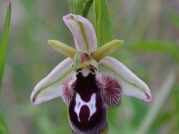 Ophrys_reinholdii_Mont_Attavyros_2